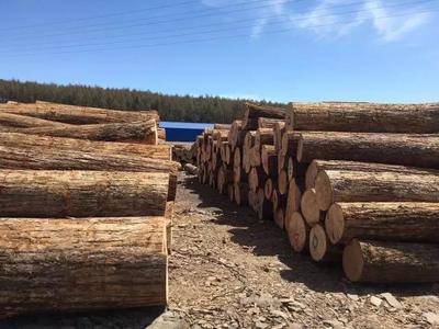 木頭來了平臺 原木鋸材產品銷售邁入快車道