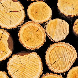 東北木業信息網 如何找到便宜的木材銷售渠道